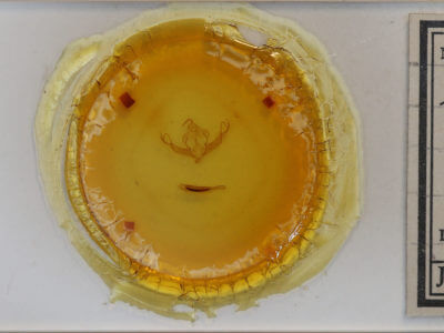 slide view of adult Xystopeplus rufago