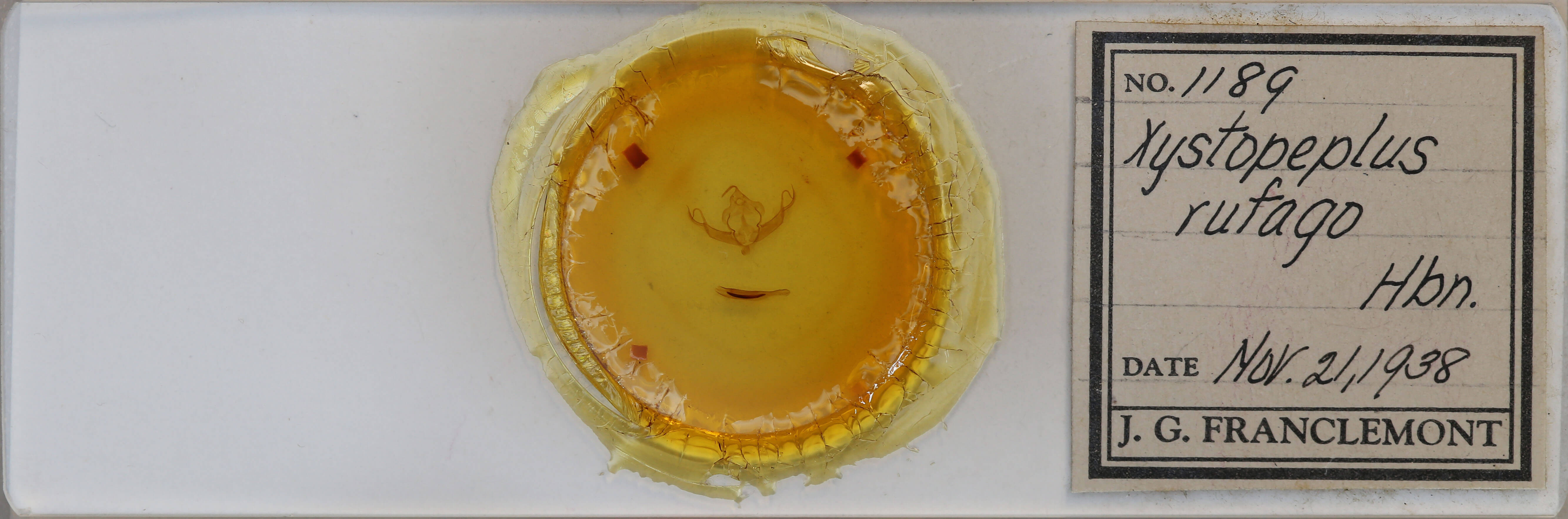 slide view of adult Xystopeplus rufago