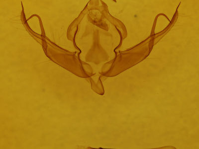 genitalia view of adult Xystopeplus rufago