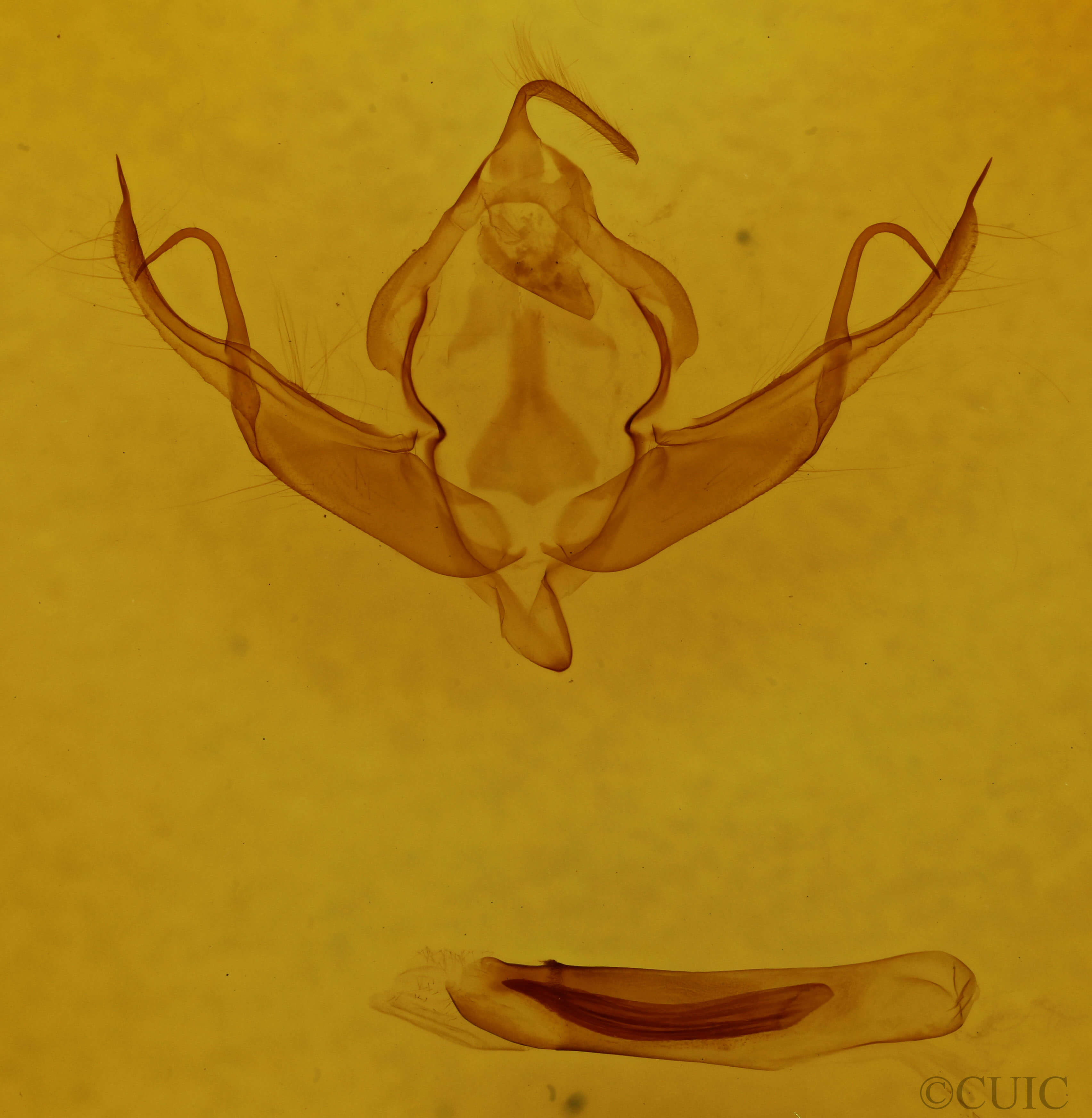 genitalia view of adult Xystopeplus rufago