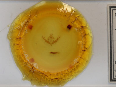 slide view of adult Xystopeplus rufago