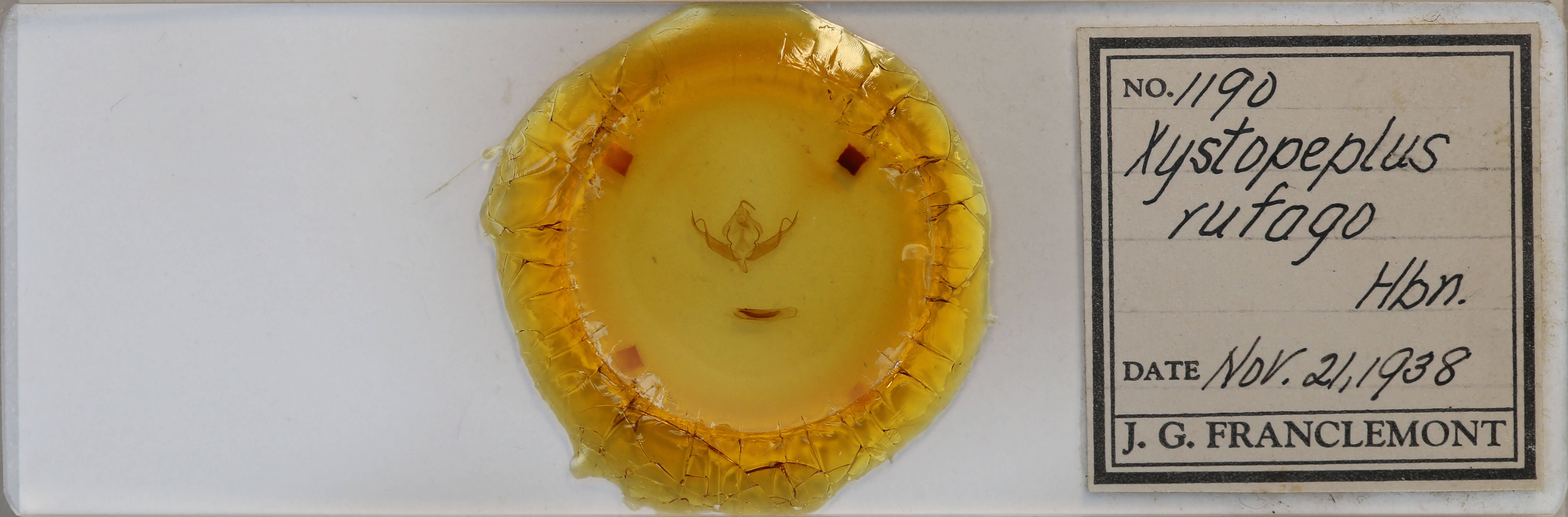 slide view of adult Xystopeplus rufago