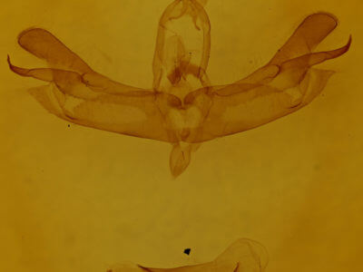 genitalia view of adult Lacinipolia anguina