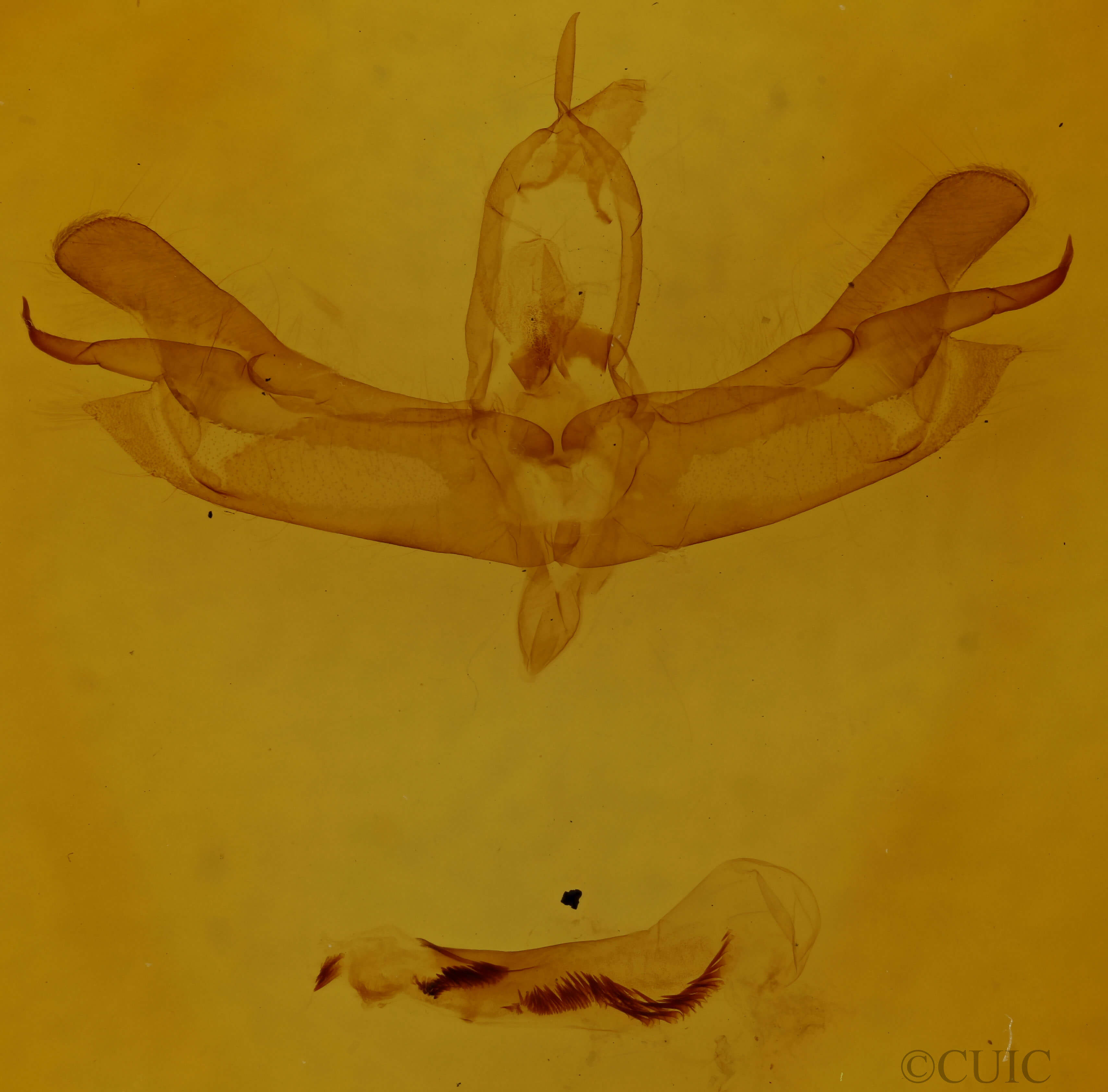 genitalia view of adult Lacinipolia anguina