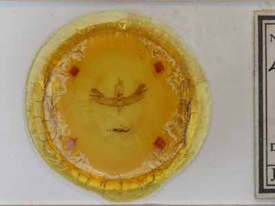 slide view of adult Lacinipolia anguina