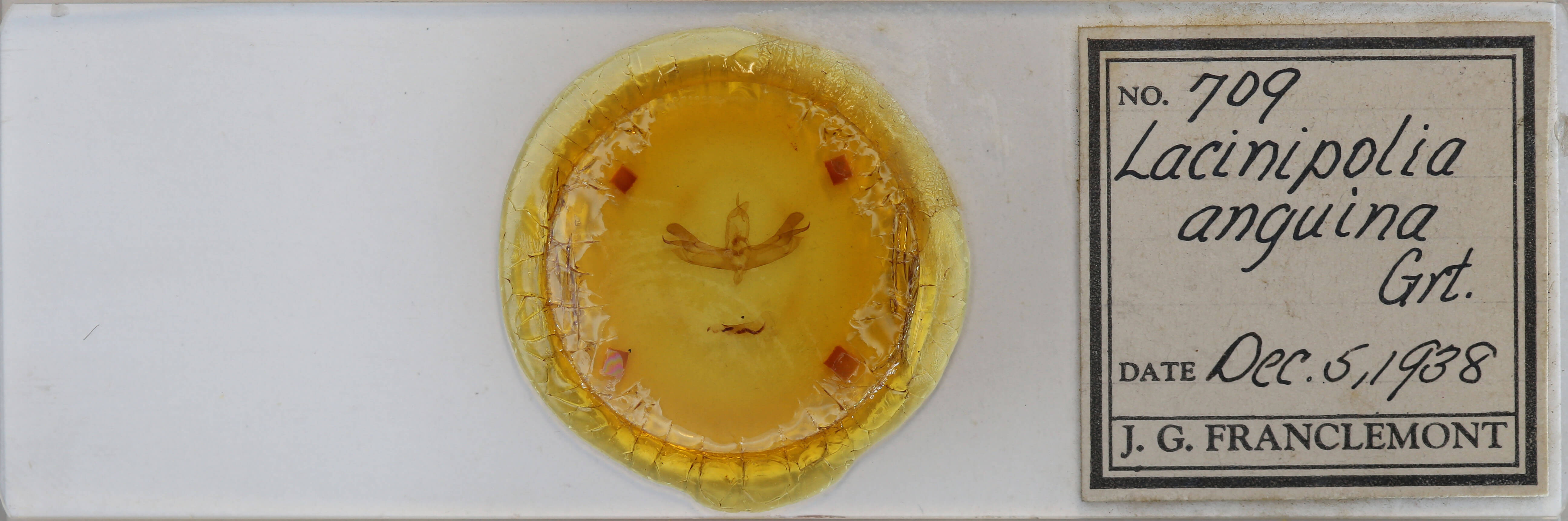 slide view of adult Lacinipolia anguina