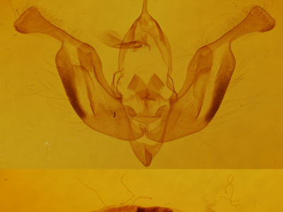 genitalia view of adult Lacinipolia lorea