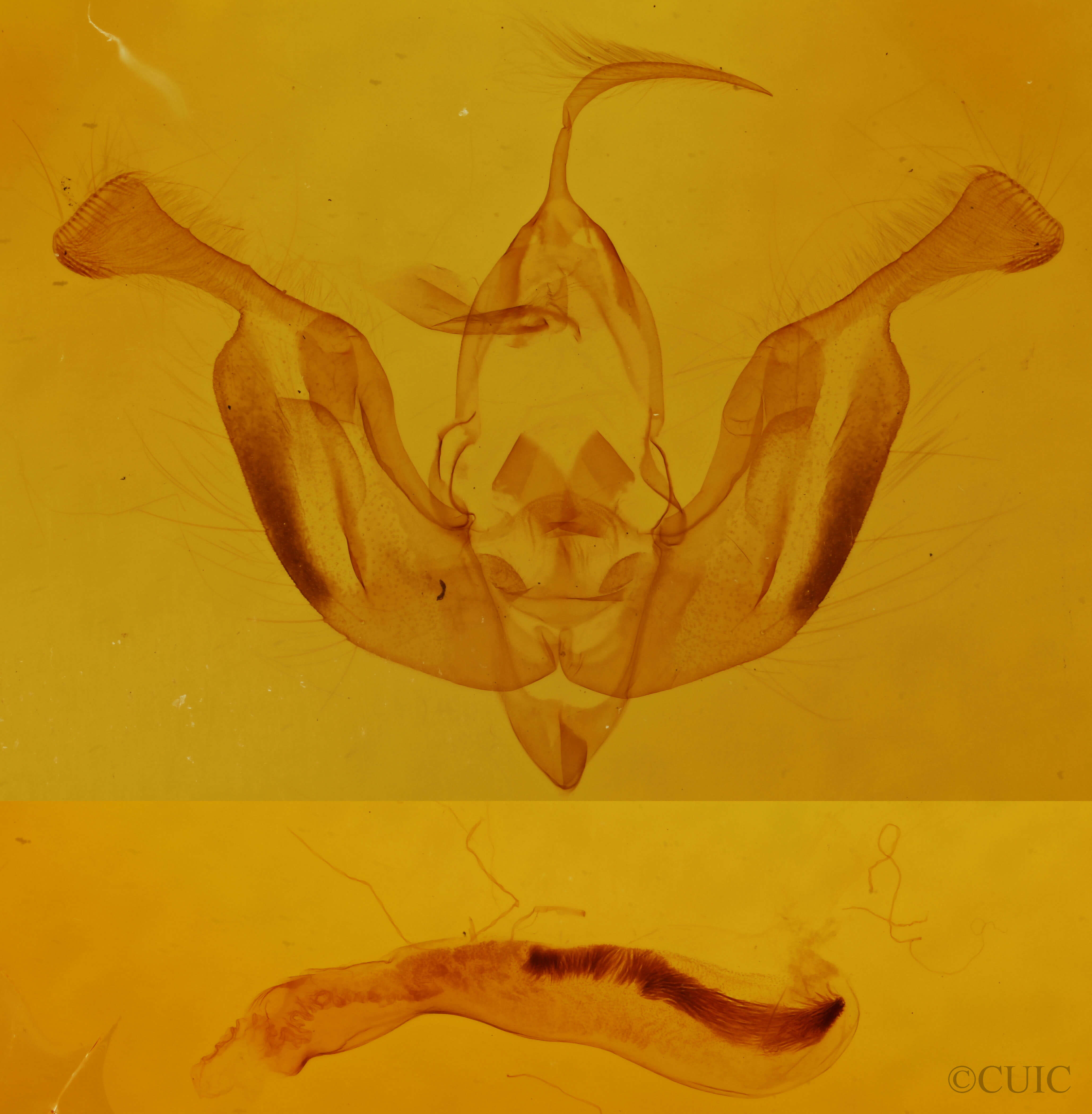 genitalia view of adult Lacinipolia lorea