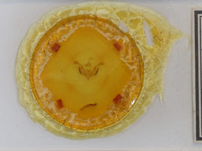 slide view of adult Lacinipolia lorea