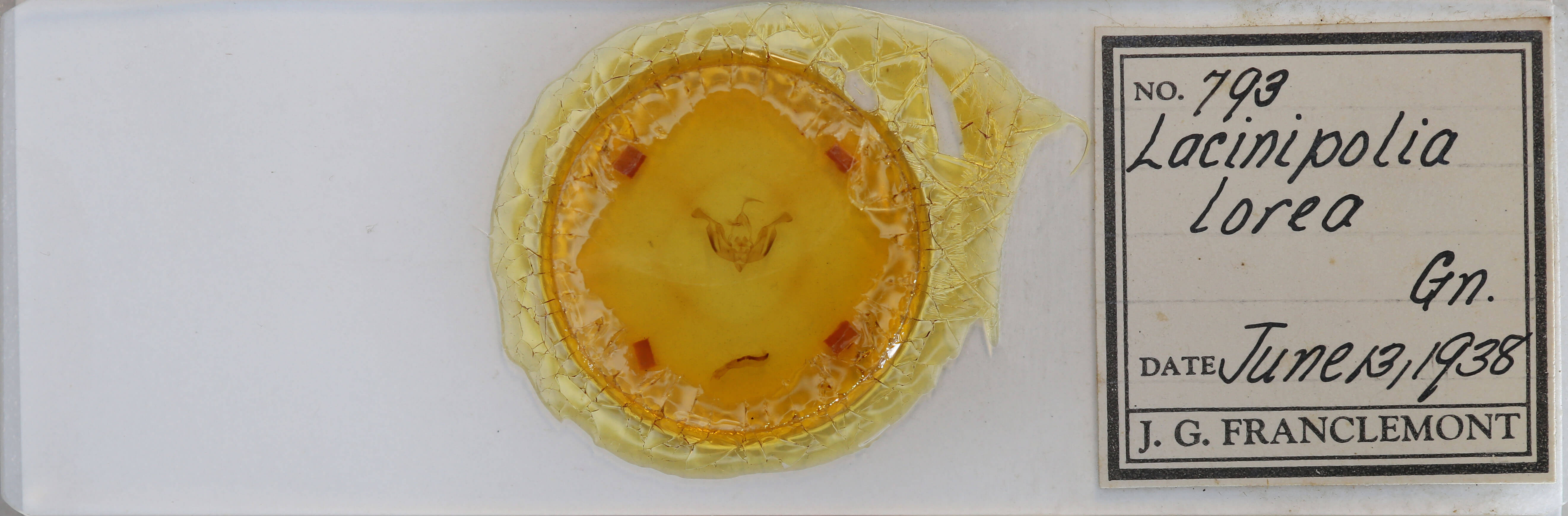 slide view of adult Lacinipolia lorea