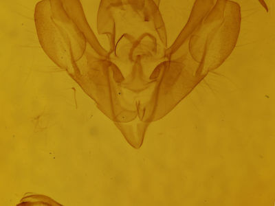 genitalia view of adult Lacinipolia renigera