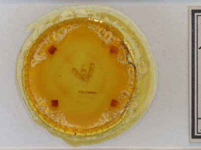 slide view of adult Lacinipolia renigera