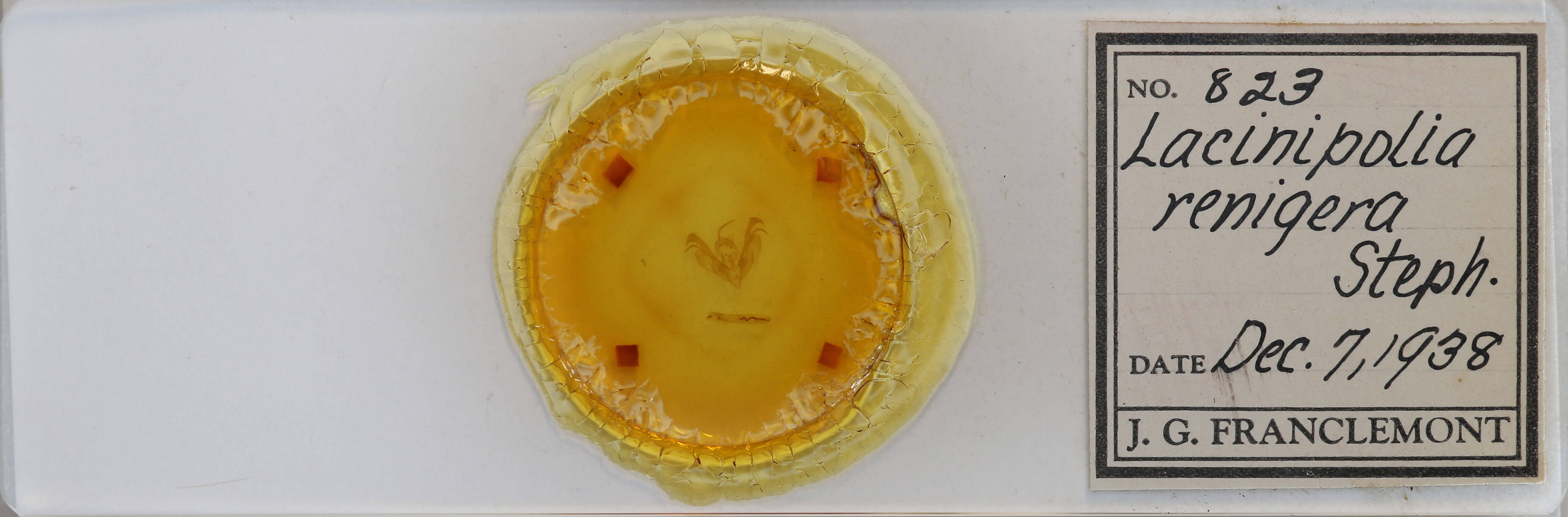 slide view of adult Lacinipolia renigera