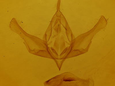 genitalia view of adult Lamprosticta culta