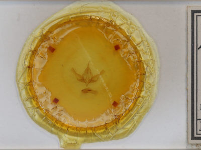 slide view of adult Lamprosticta culta