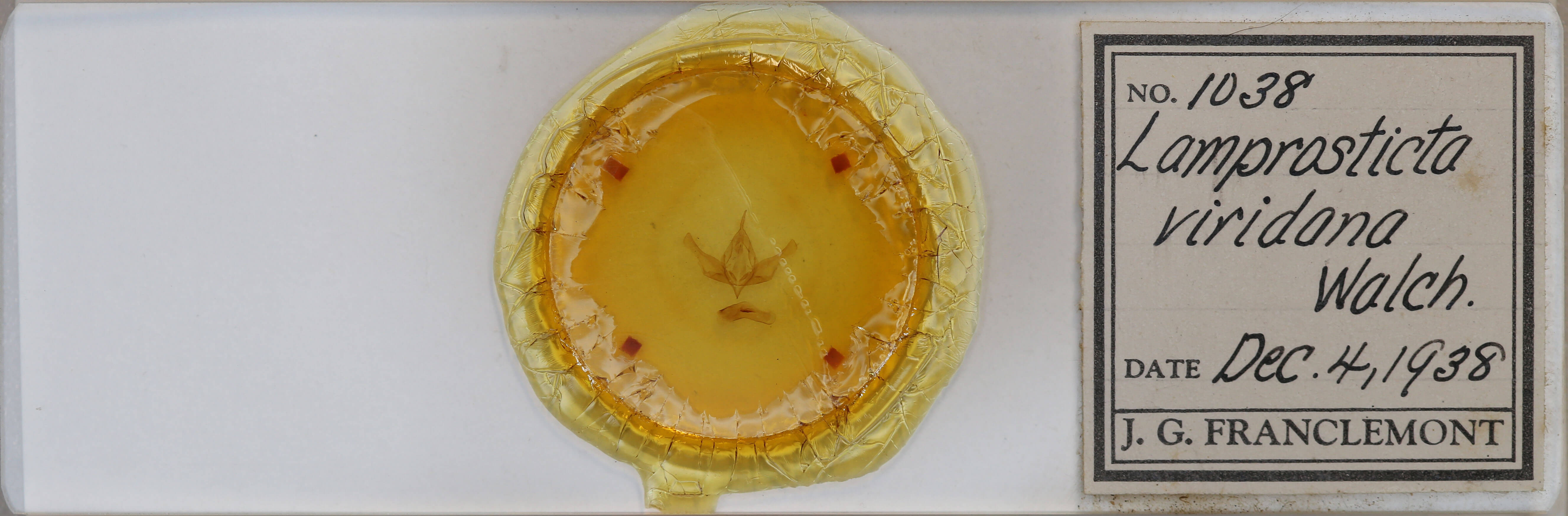 slide view of adult Lamprosticta culta