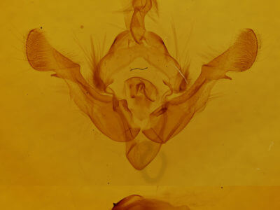 genitalia view of adult Crypsedra gemmea