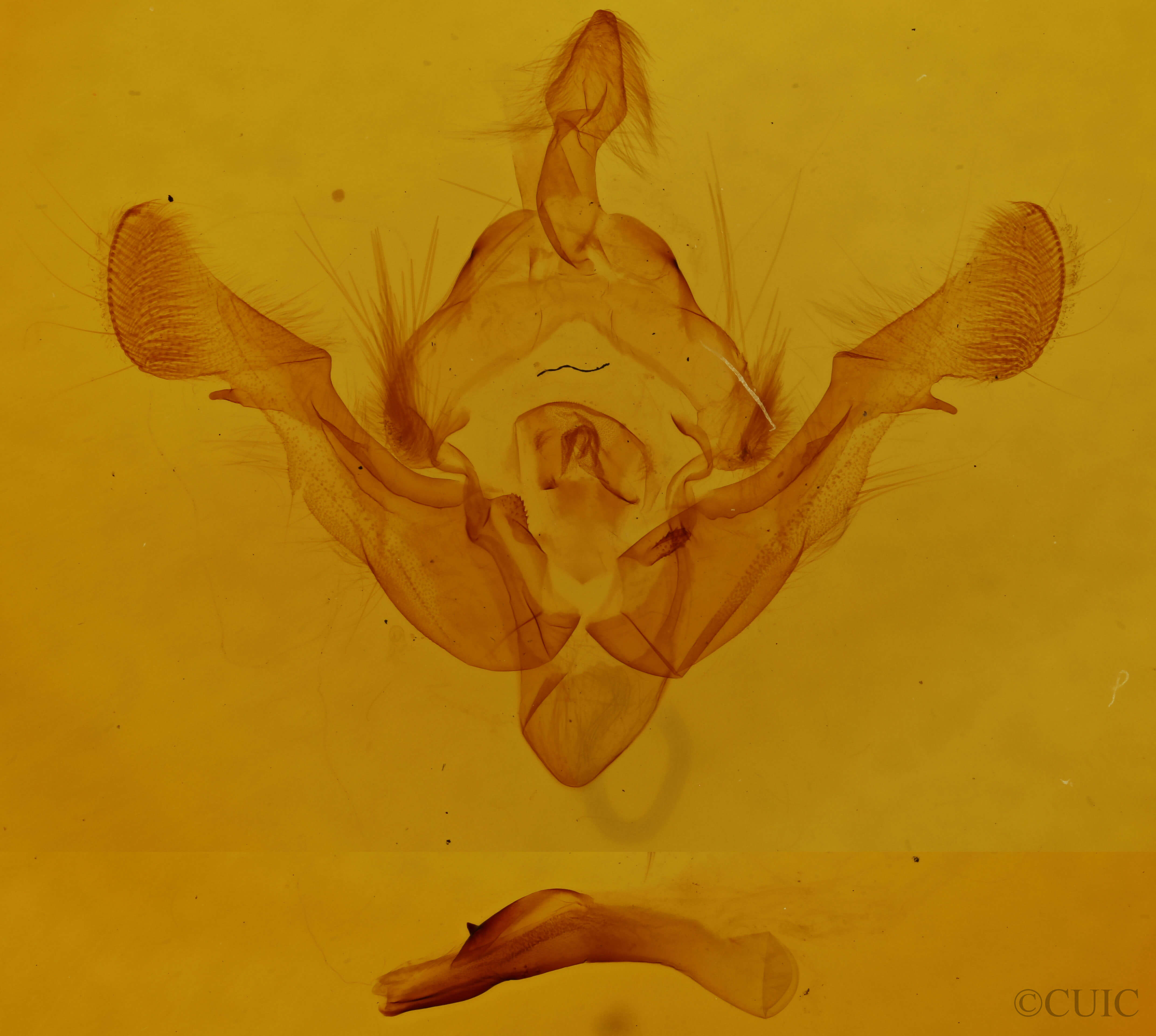 genitalia view of adult Crypsedra gemmea