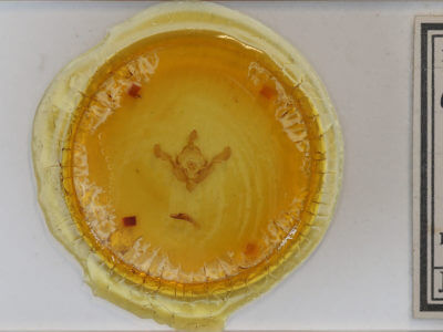 slide view of adult Crypsedra gemmea