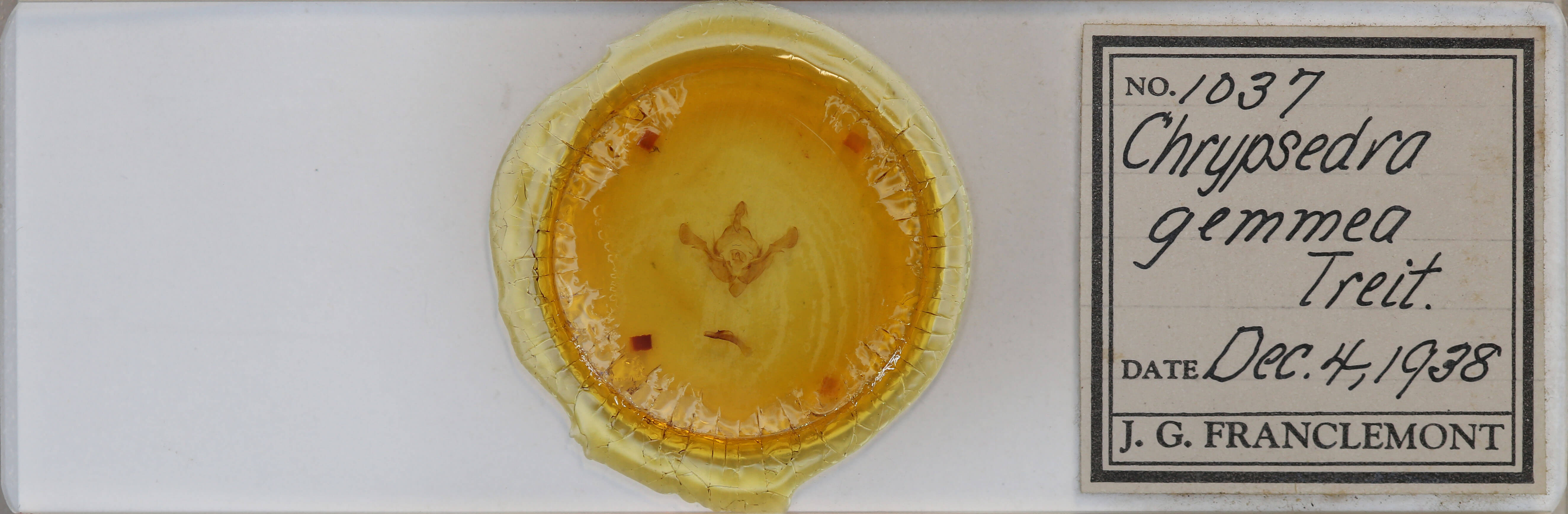 slide view of adult Crypsedra gemmea