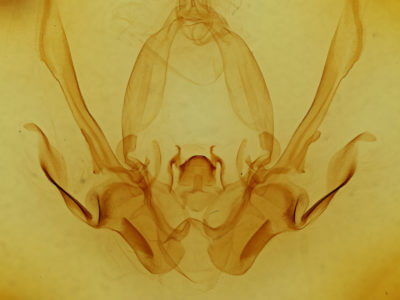 genitalia view of adult Eriopyga ditissima