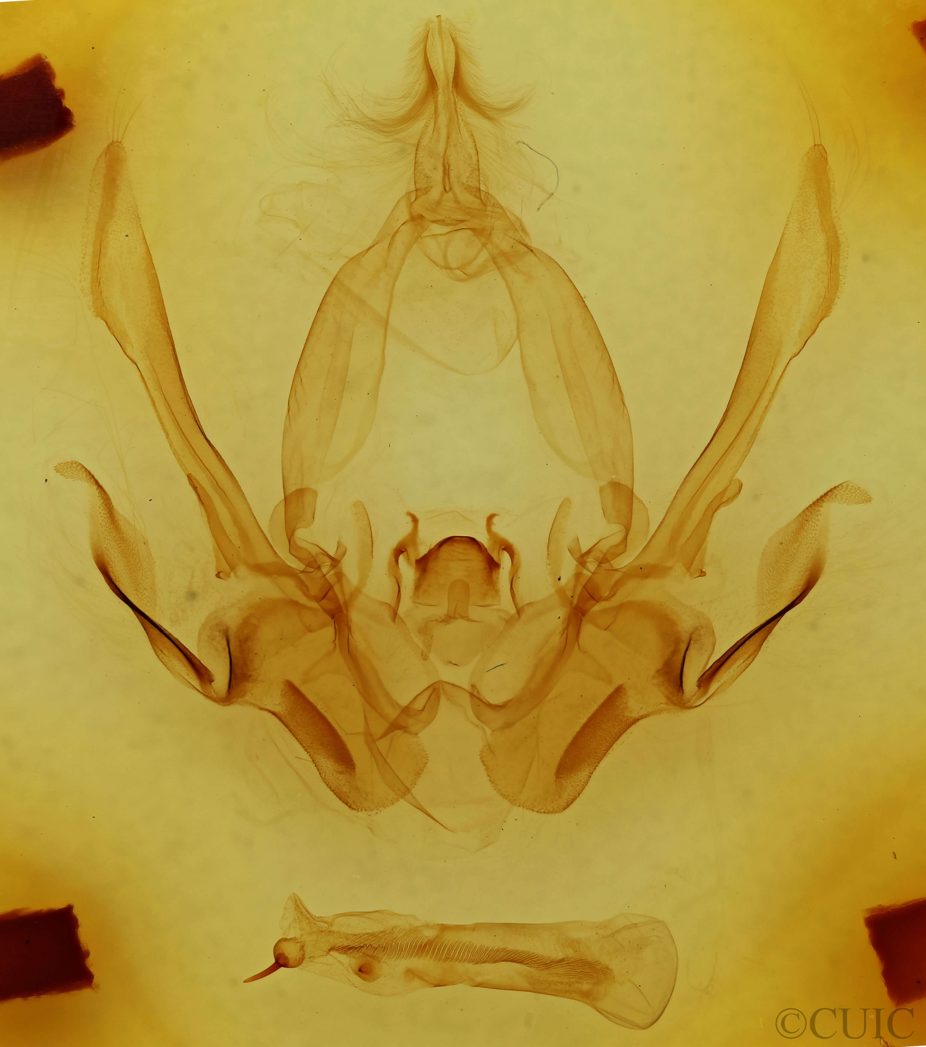 genitalia view of adult Eriopyga ditissima