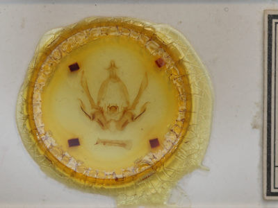 slide view of adult Eriopyga ditissima