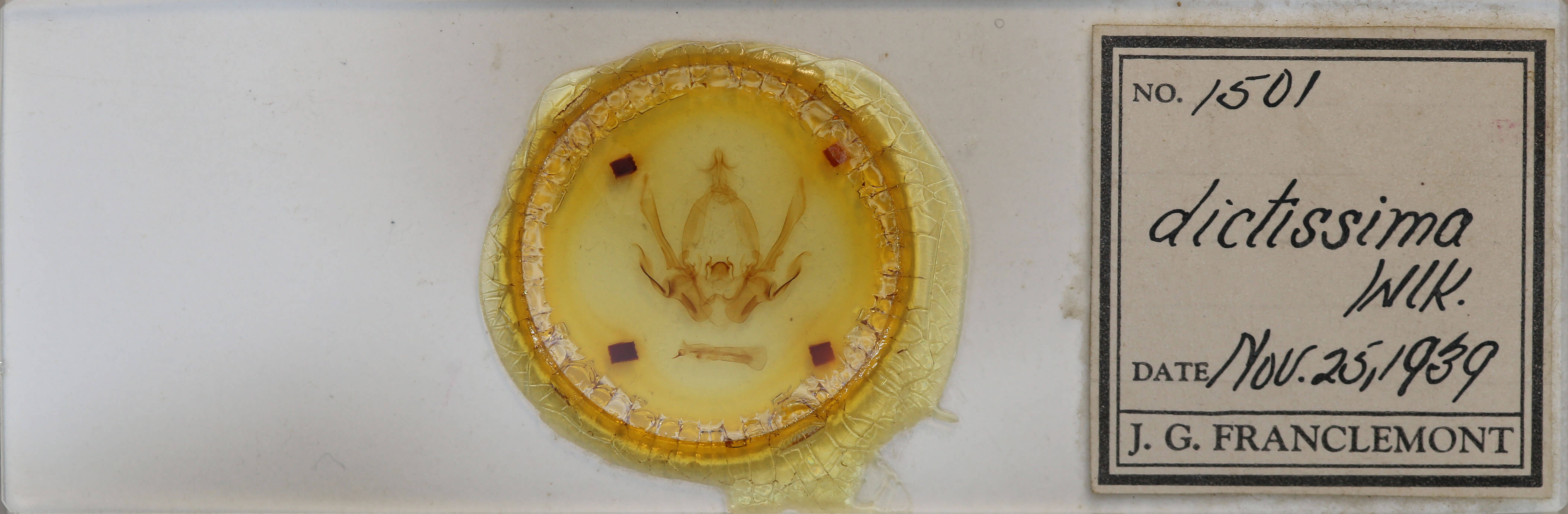 slide view of adult Eriopyga ditissima