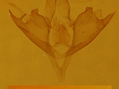 genitalia view of adult Lascoria ambigualis