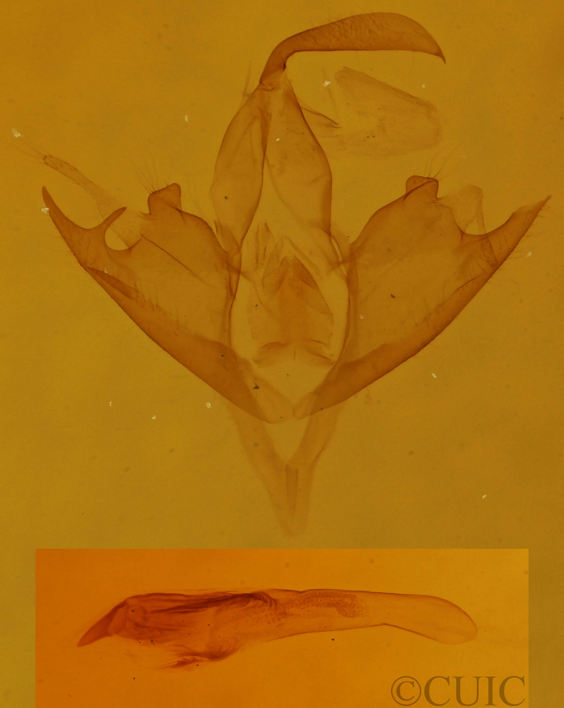 genitalia view of adult Lascoria ambigualis