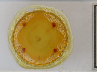 slide view of adult Lascoria ambigualis