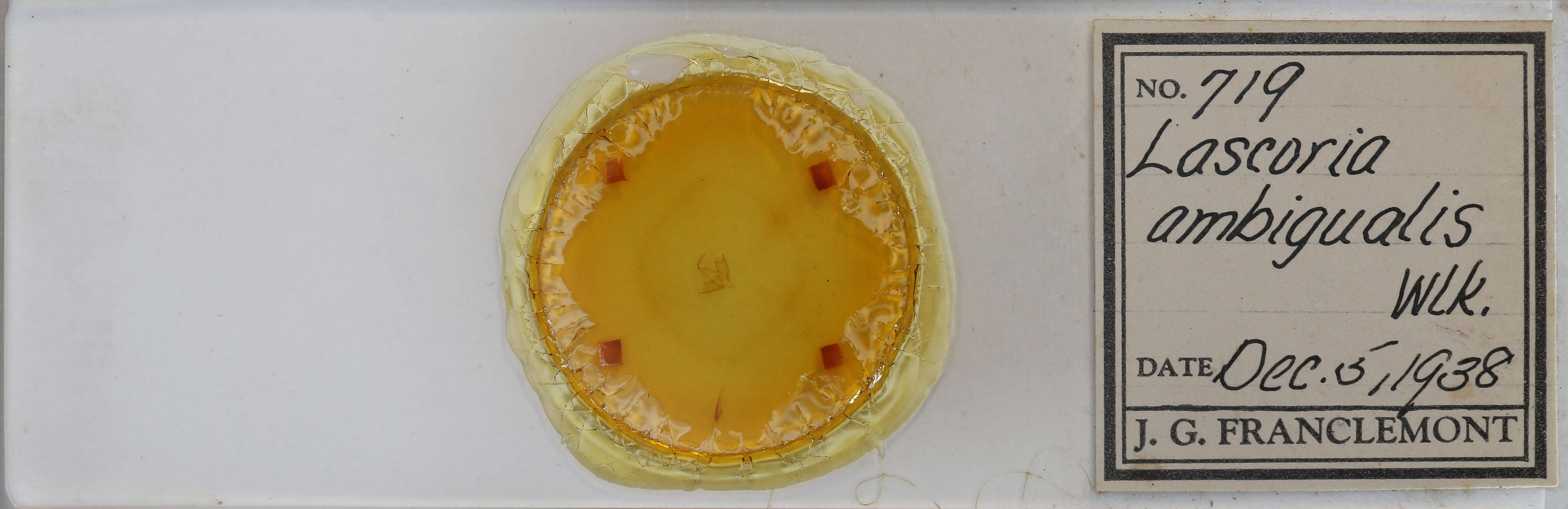 slide view of adult Lascoria ambigualis