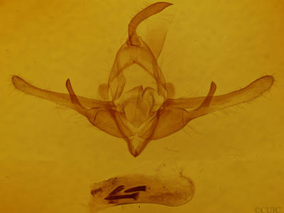genitalia view of adult Cucullia dammersi
