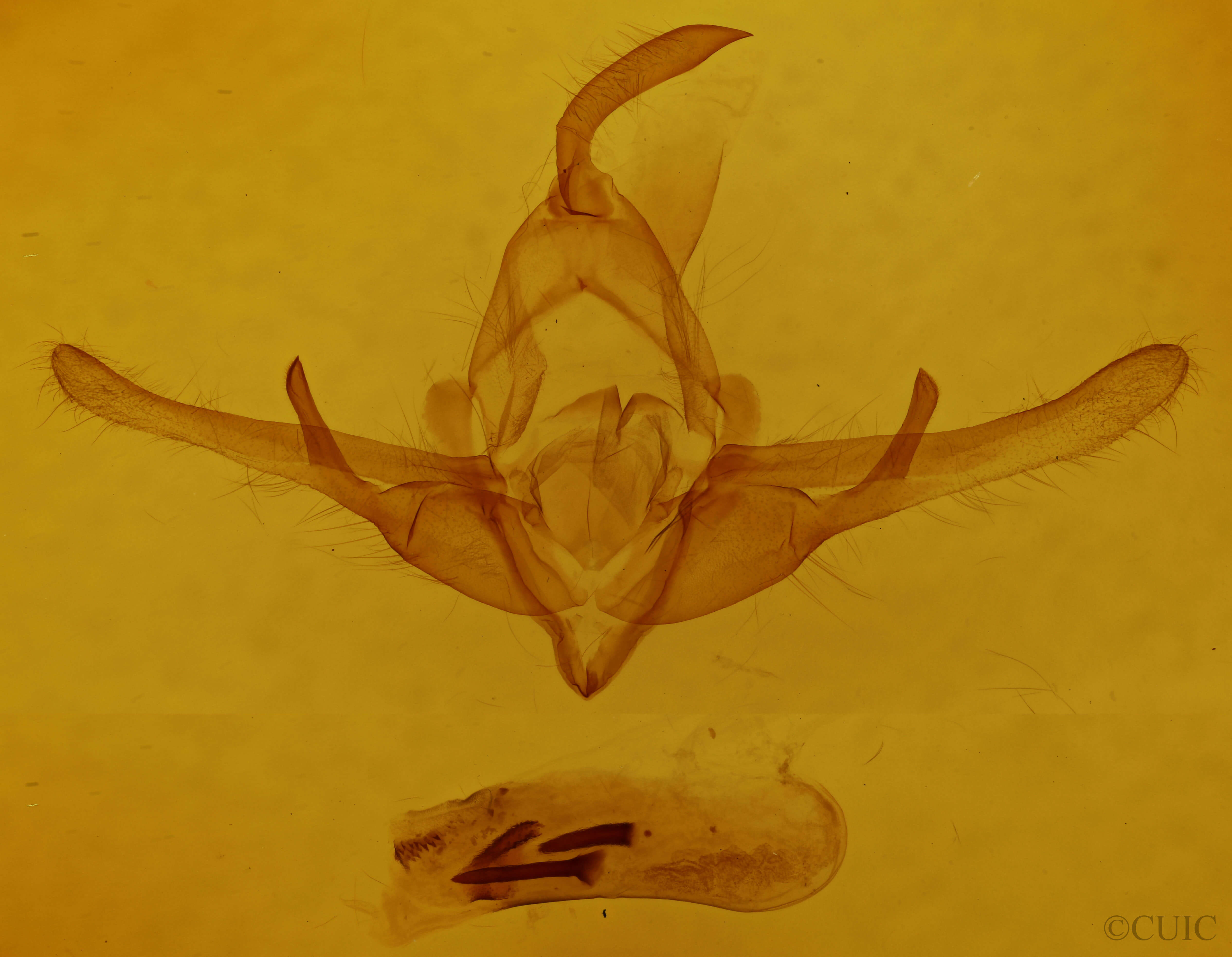 genitalia view of adult Cucullia dammersi