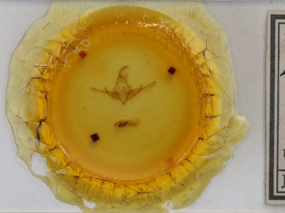 slide view of adult Cucullia dammersi