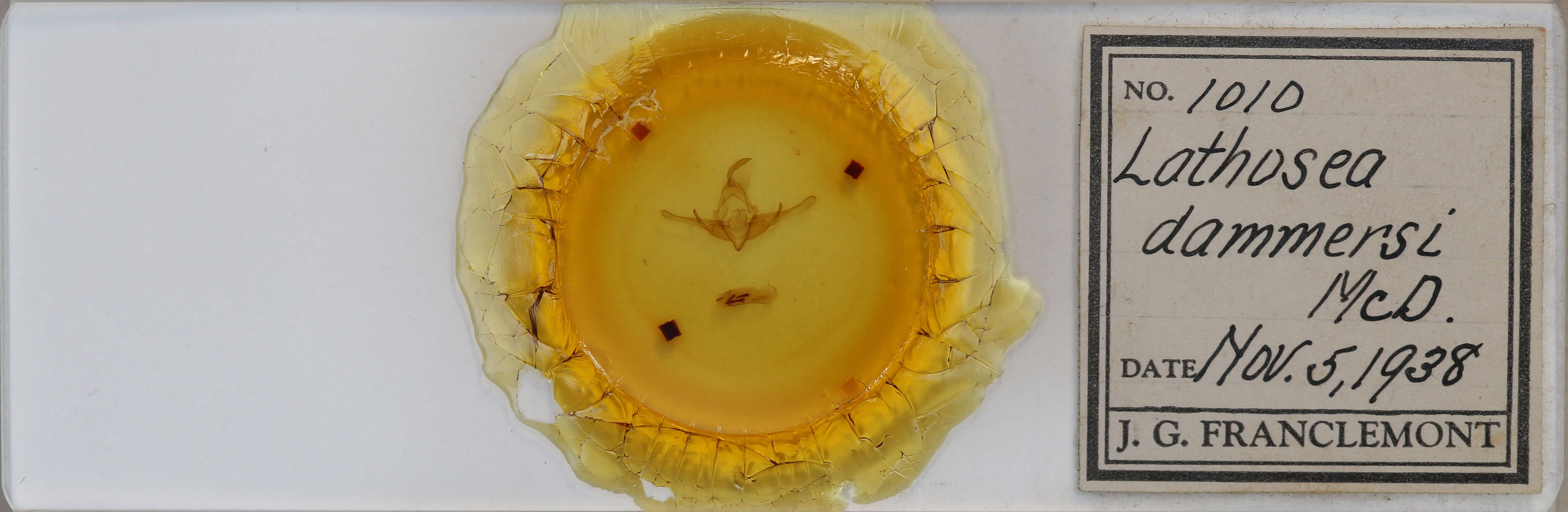 slide view of adult Cucullia dammersi