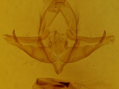 genitalia view of adult Cucullia dammersi