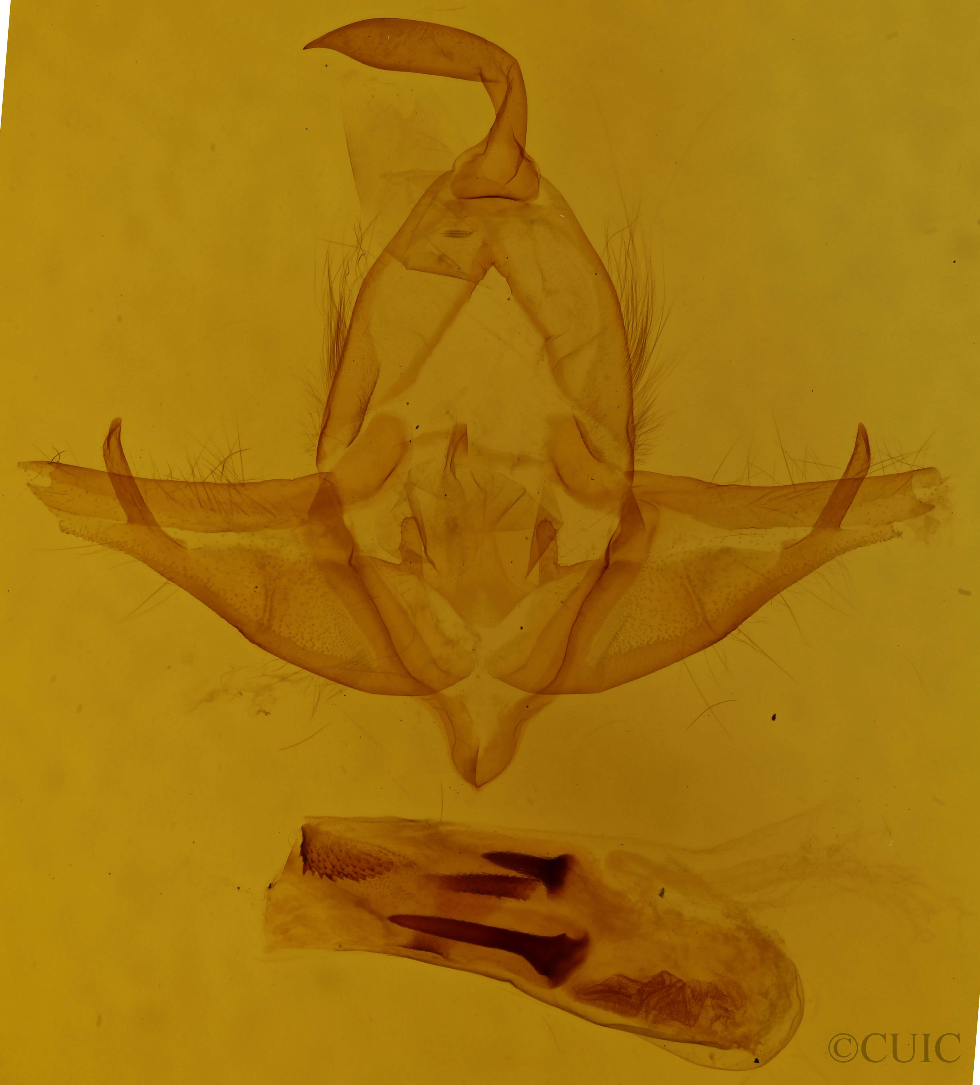 genitalia view of adult Cucullia dammersi
