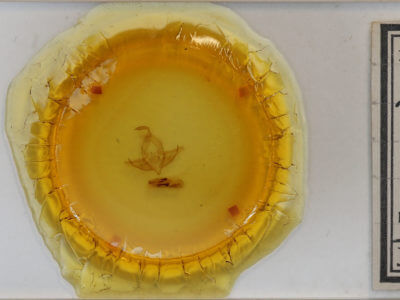 slide view of adult Cucullia dammersi