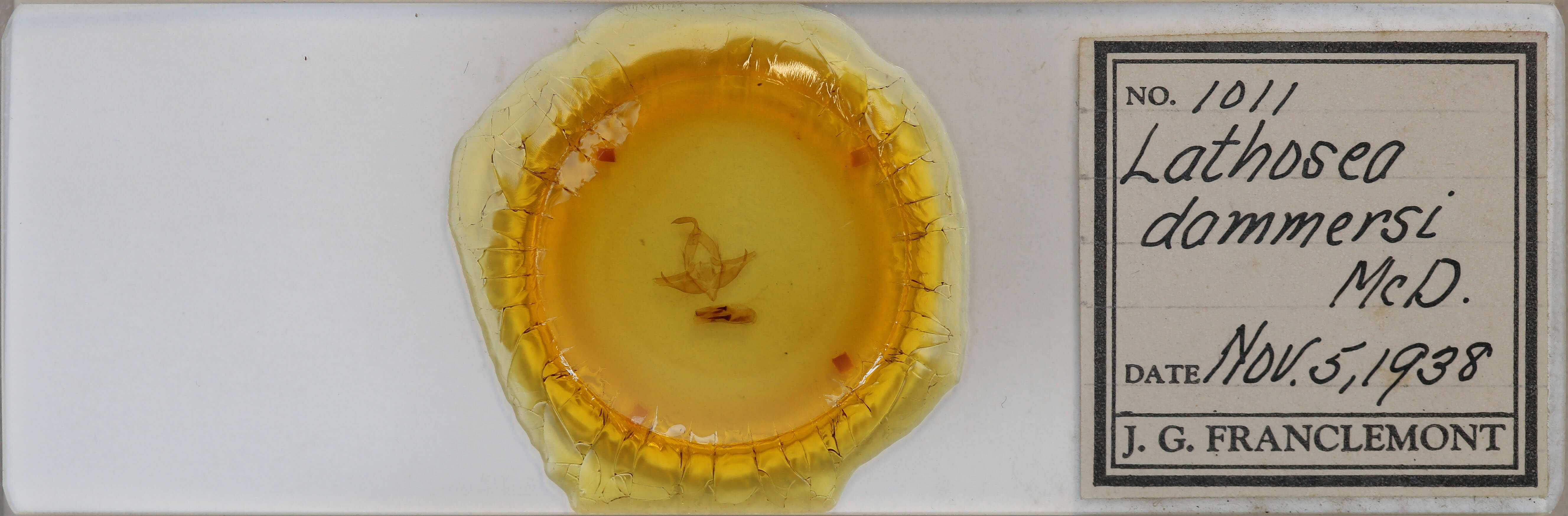 slide view of adult Cucullia dammersi