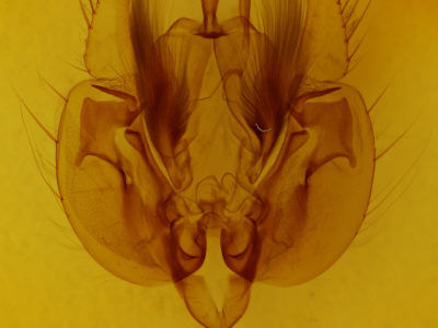 genitalia view of adult Leucania commoides