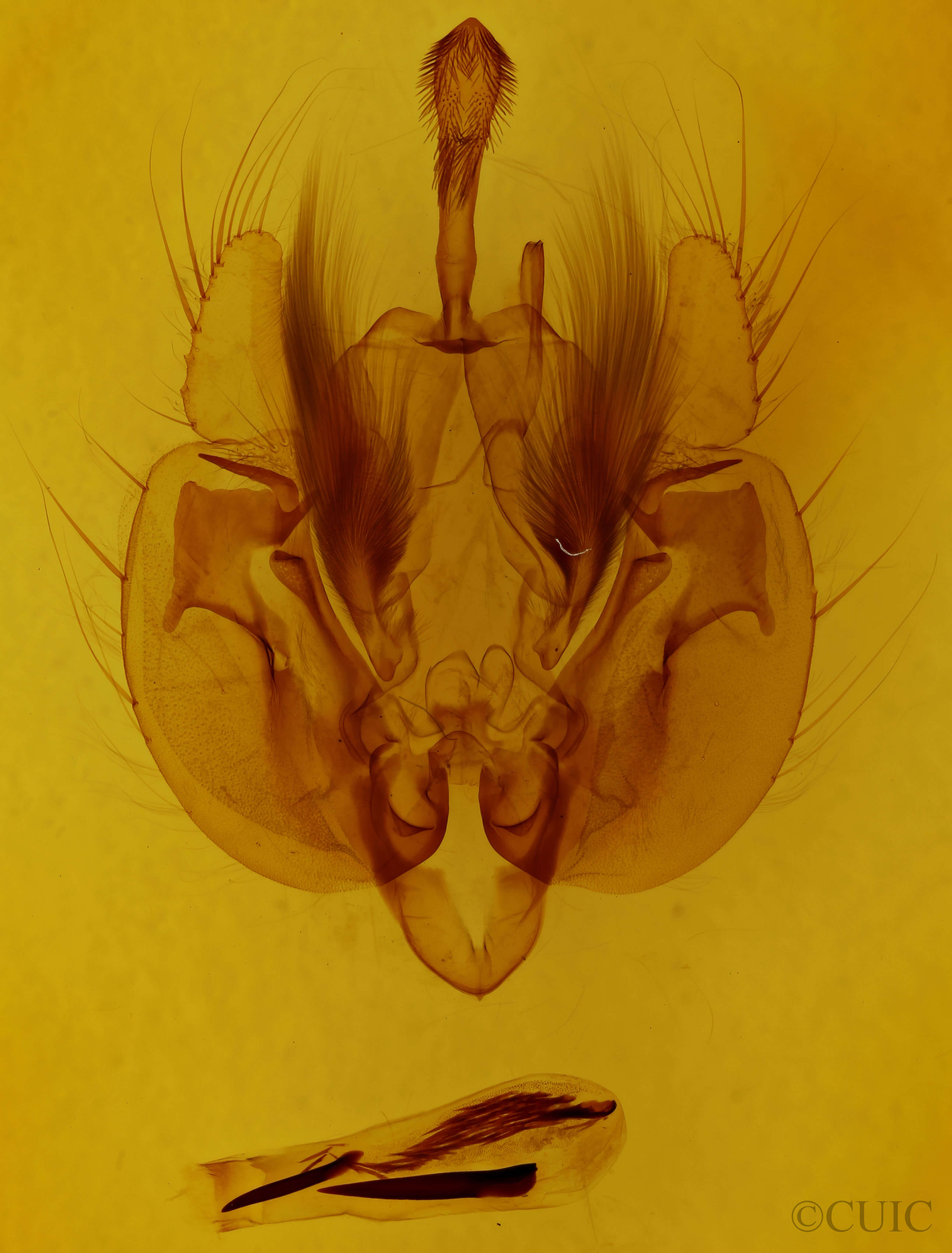 genitalia view of adult Leucania commoides