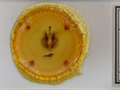 slide view of adult Leucania commoides