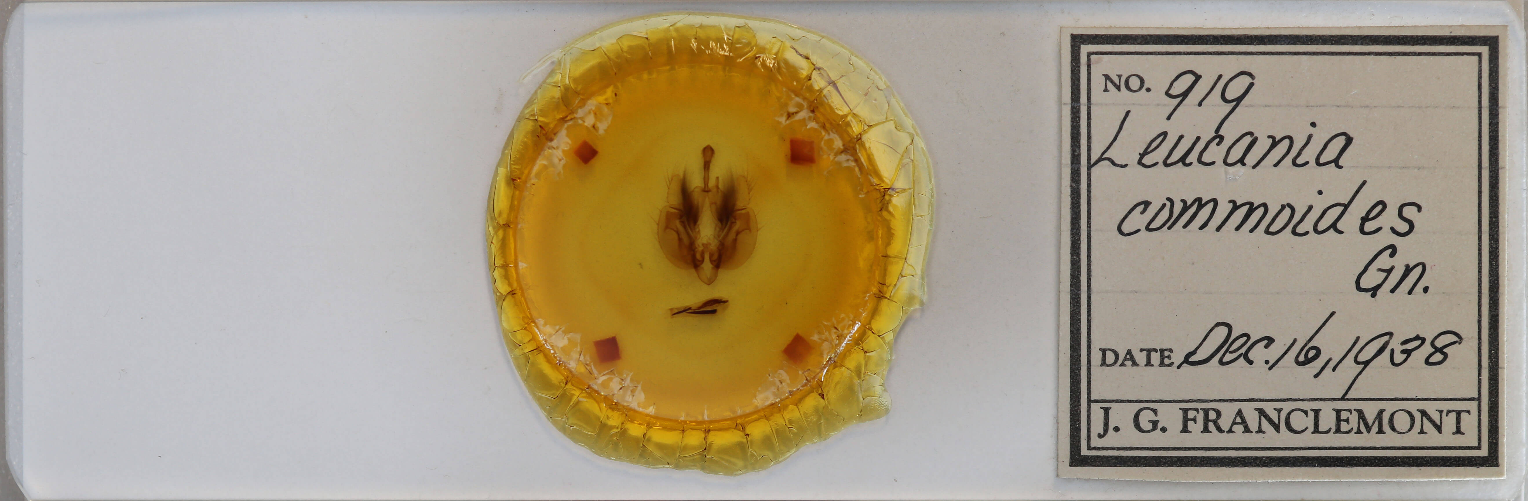 slide view of adult Leucania commoides