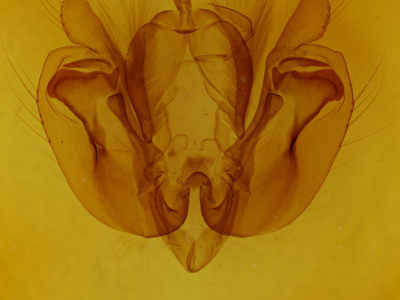 genitalia view of adult Leucania inermis