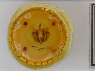 slide view of adult Leucania inermis