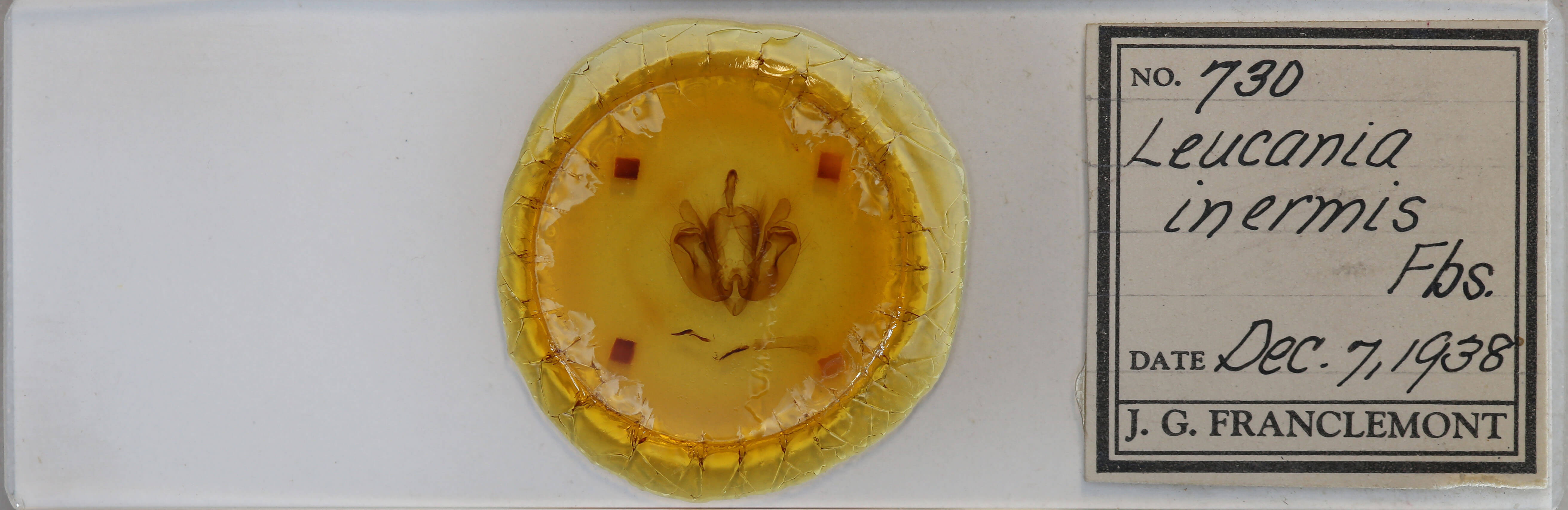 slide view of adult Leucania inermis