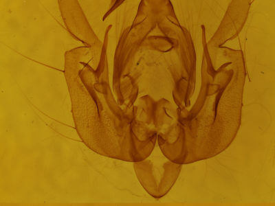 genitalia view of adult Leucania insueta
