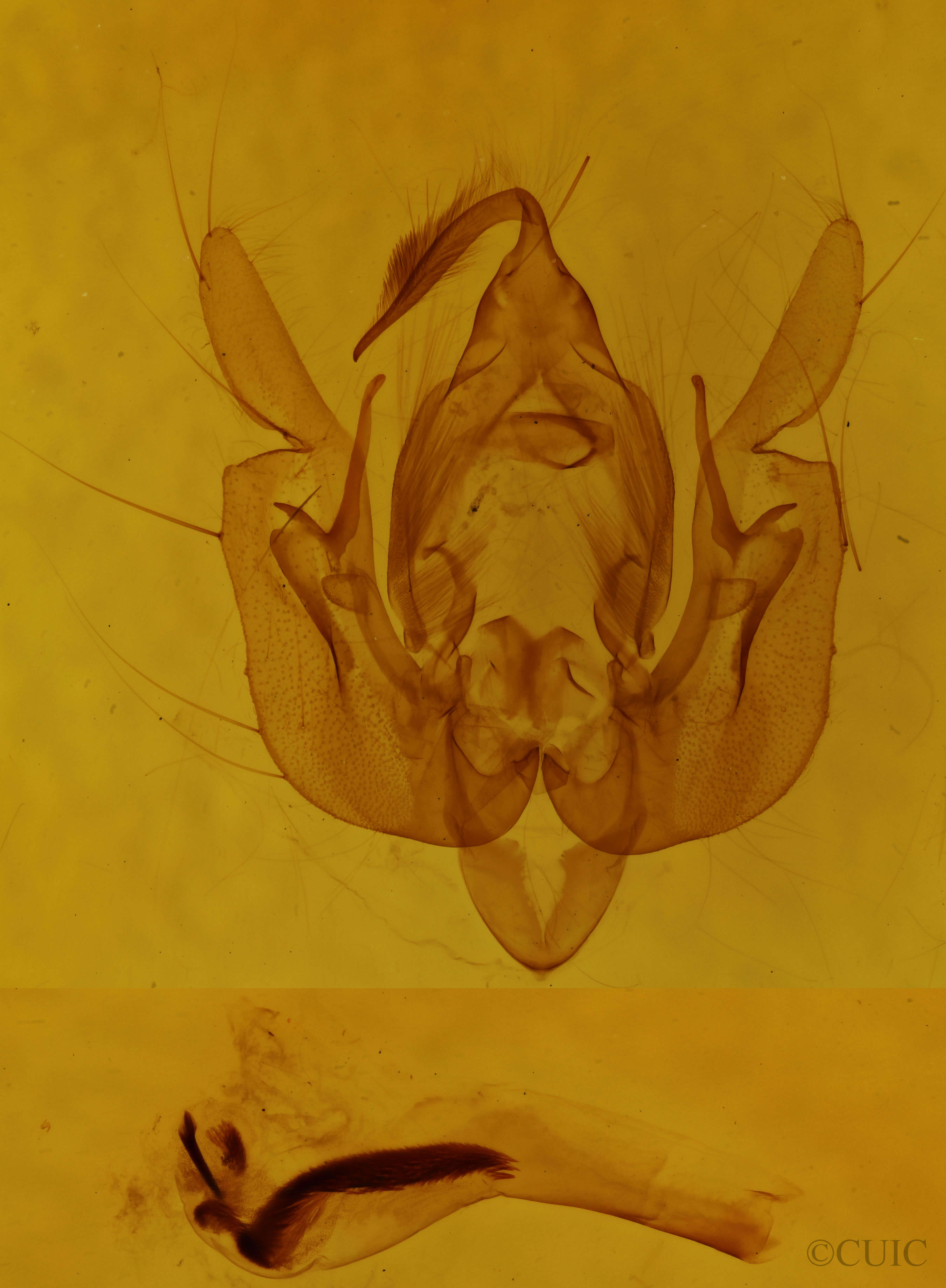 genitalia view of adult Leucania insueta