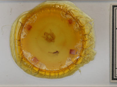 slide view of adult Leucania insueta